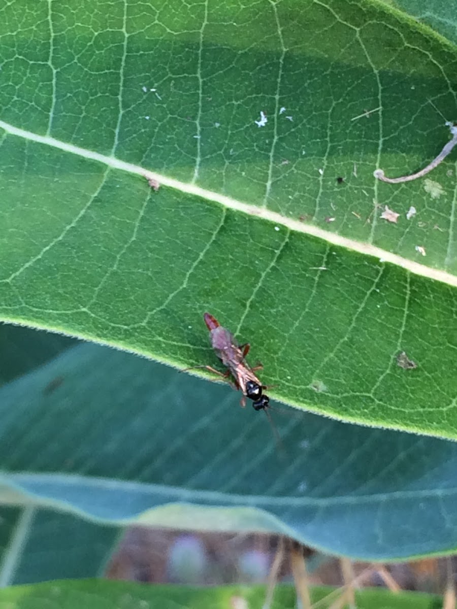 Thread Waisted Wasp