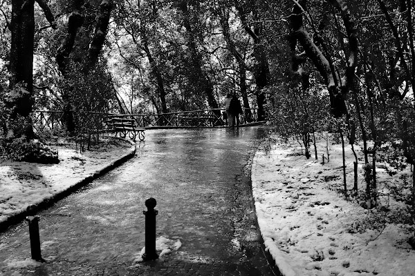 The Burjan " Bosco di capodimonte, Napoli 27 02 2018 "  di ivano_cotarelli