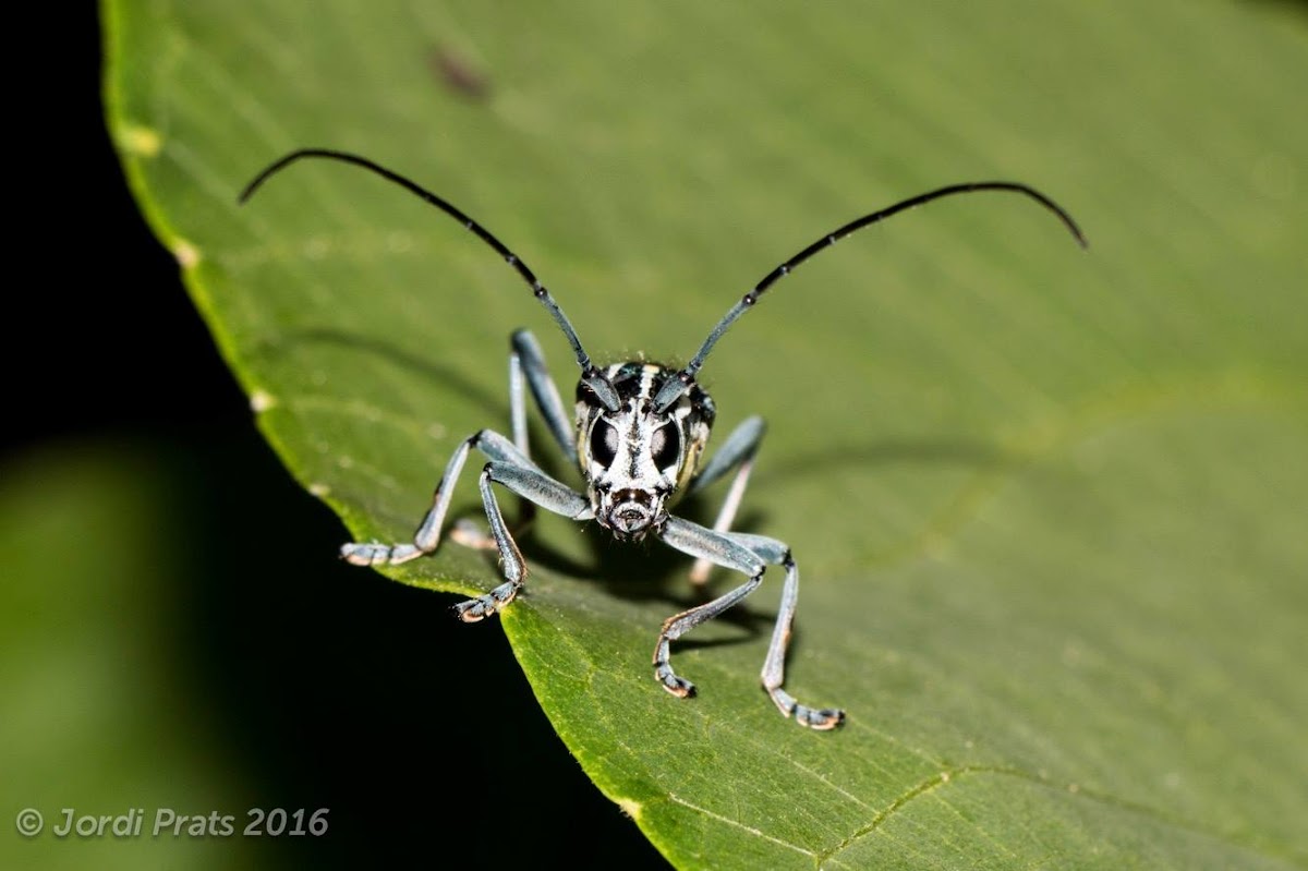 Saperdine Longhorn beetle