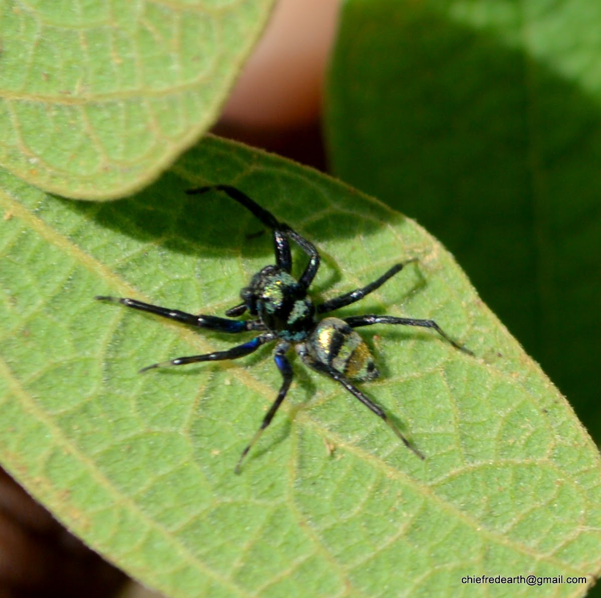 Vitata Jumping Spider