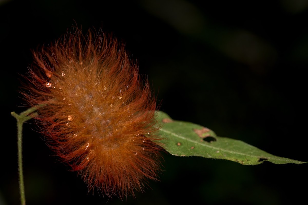 Megalopyge caterpillar