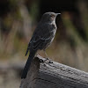 Sage Thrasher