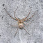 Huntsman Spider