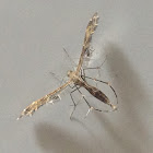 geranium plume moth