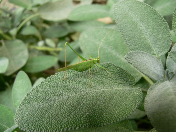 Sono piccolissima di aleburac