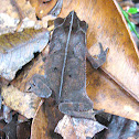 Crested Forest Toad, South American Common Toad