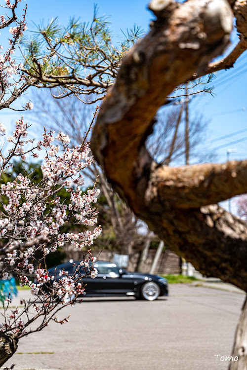4シリーズ グランクーペのめざせPickupcars・桜シーズン開幕に関するカスタム事例の投稿画像4枚目