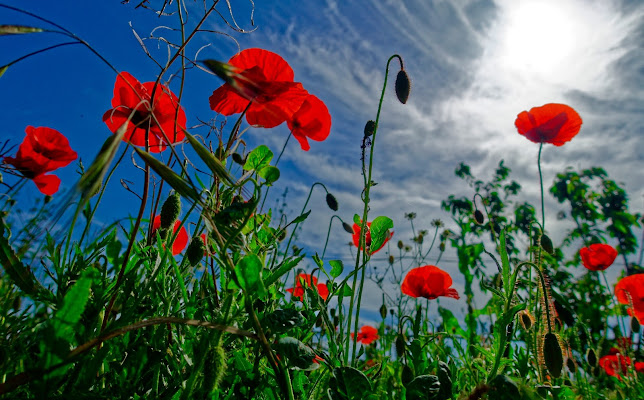 Poppies di Yasis