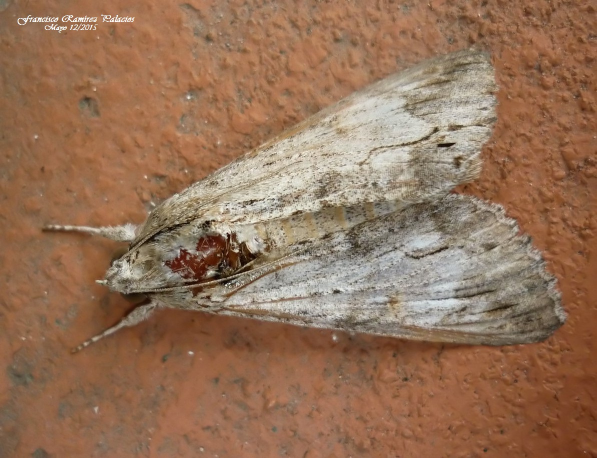 The Royal Ponciana Moth