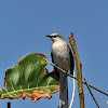 Tropical Mockingbird