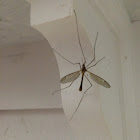 Cranefly