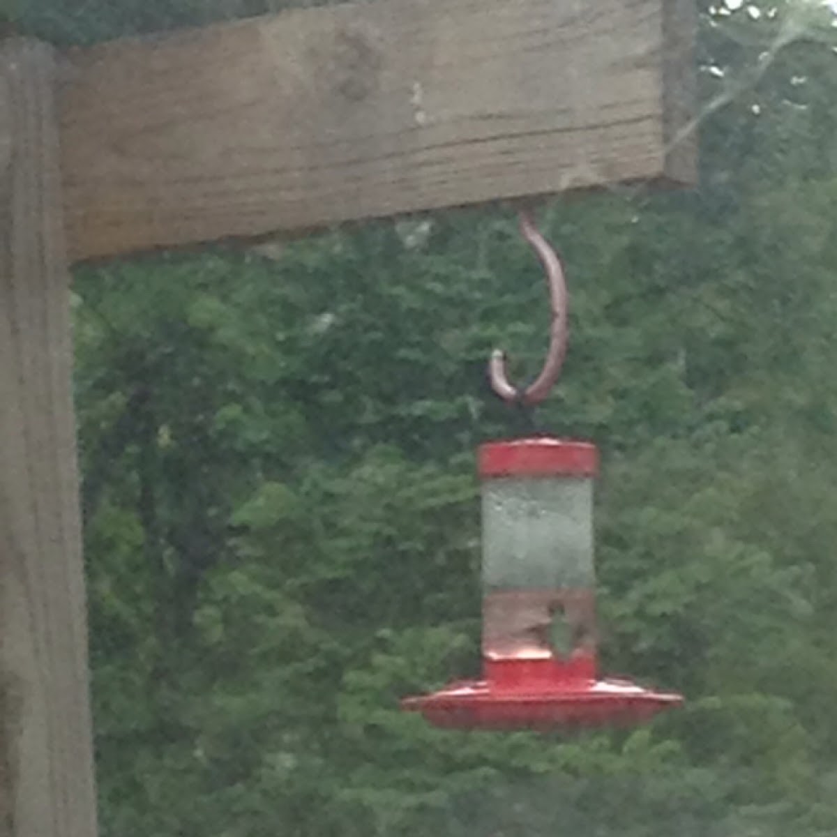 Ruby throated hummingbird