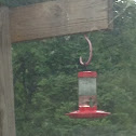 Ruby throated hummingbird