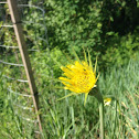 Western Salsify