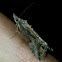 Green Cloverworm Moth