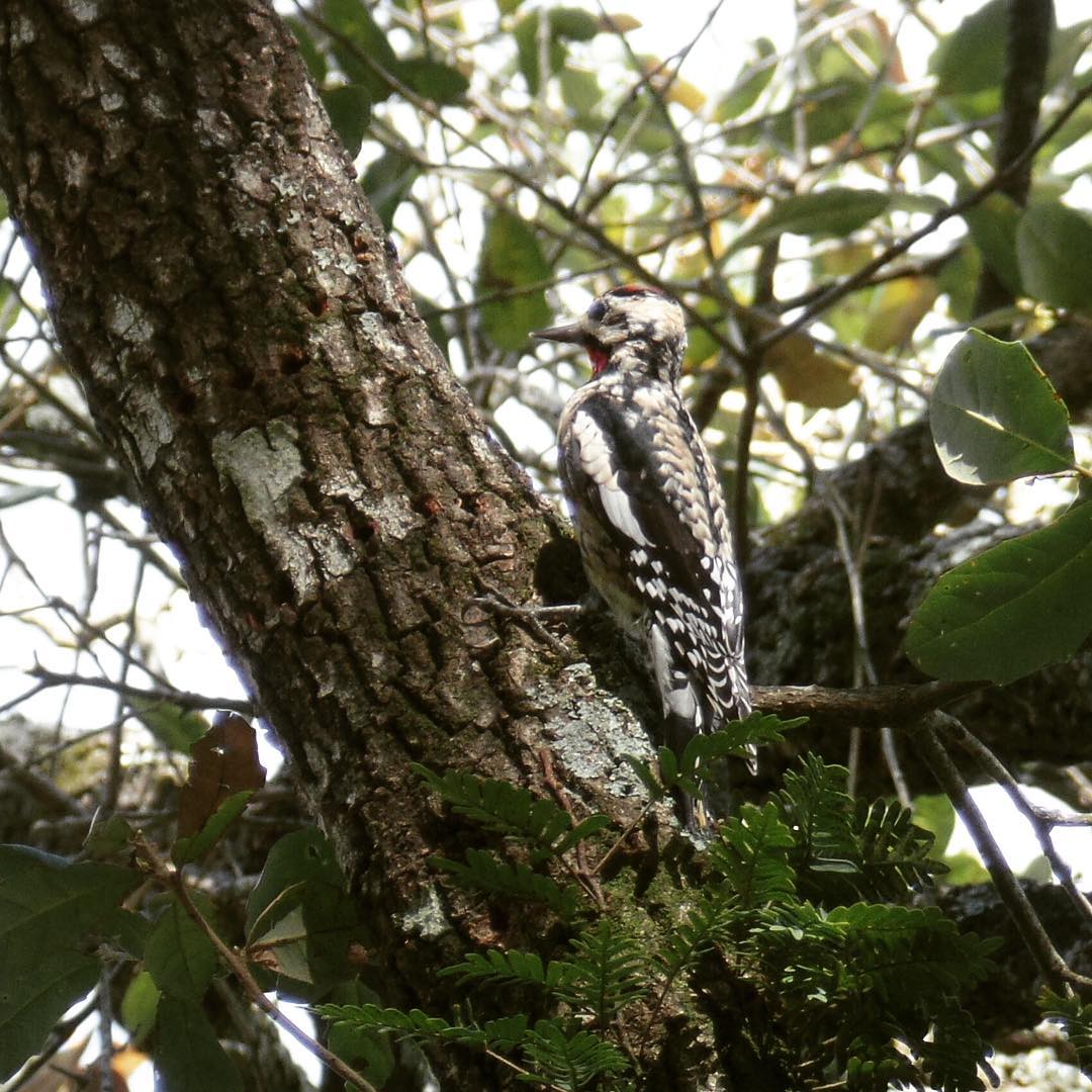 Yellow-bellied Sap Sucker