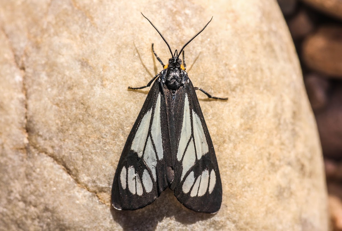 The Police Car Moth