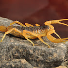 Yellow scorpion