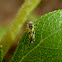 Brazilian Leafhopper