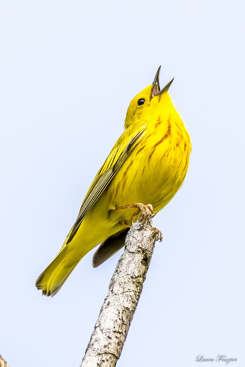 Yellow Warbler