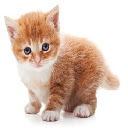 Adorable Kitten Theme Chrome extension download