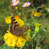 Indian Tortoiseshell