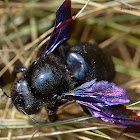 Carpenter Bee