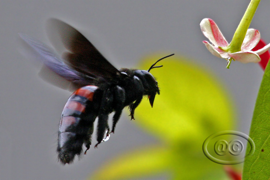 Carpenter bee - Female