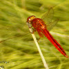 Scarlet Skimmer Dragonfly