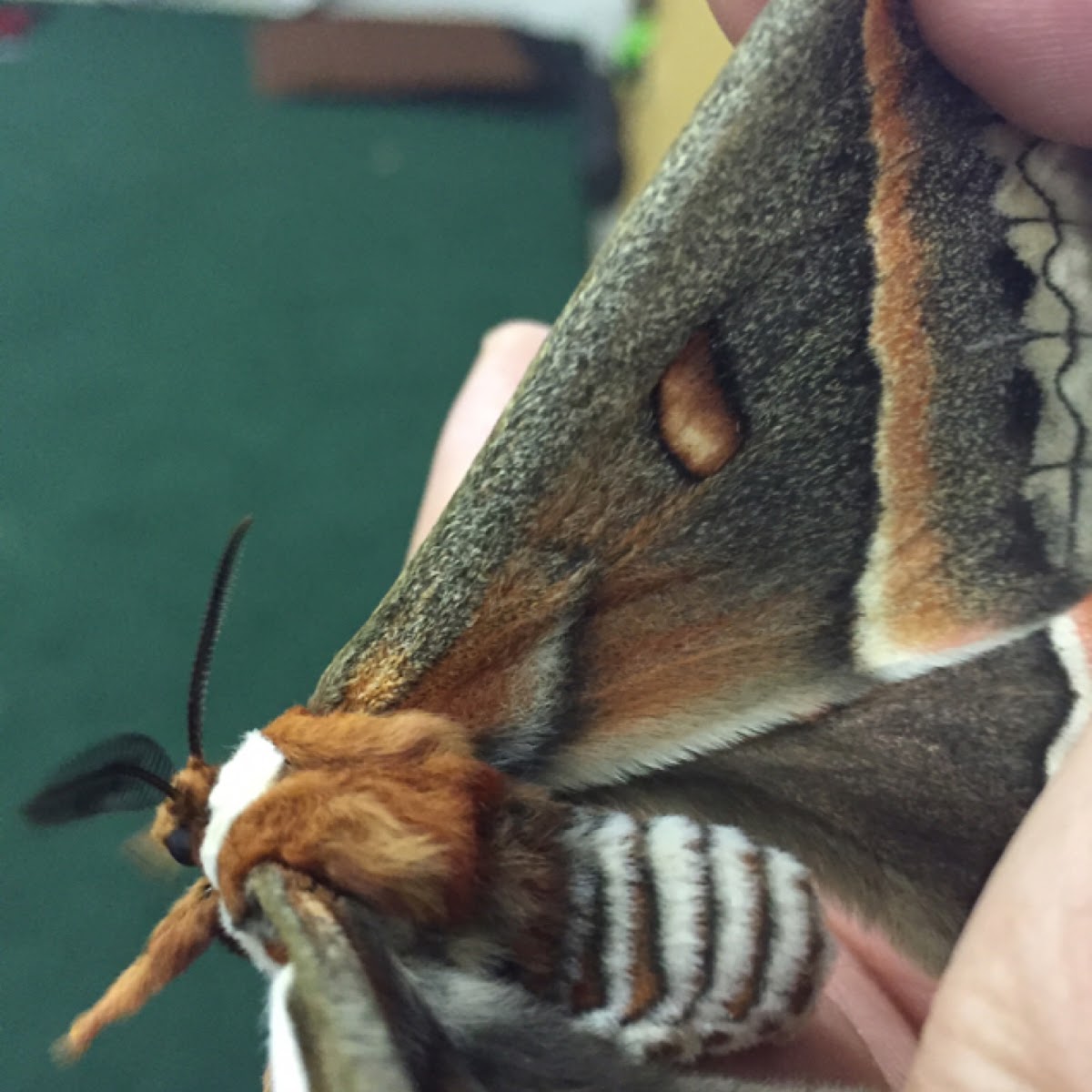 Cecropia Moth