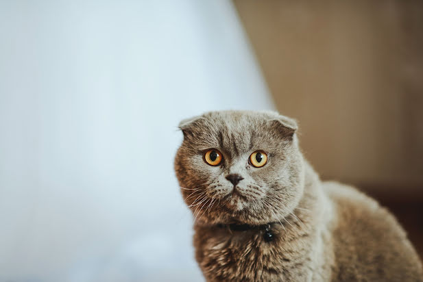 Photographe de mariage Violetta Careva (carevaviola). Photo du 25 octobre 2017