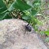 Capricorn beetle