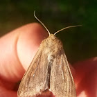 True armyworm moth