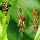 Meteorus cocoons?