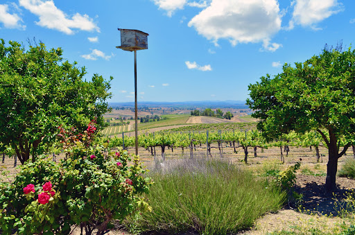 Vineyard 4