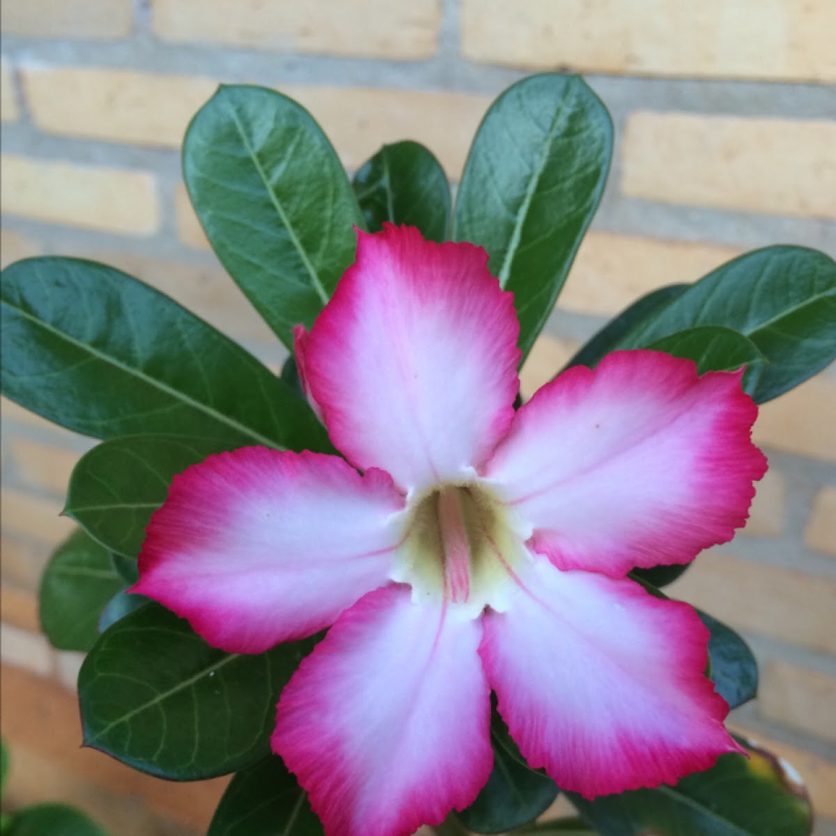 Desert Rose