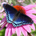 Red-spotted Purple