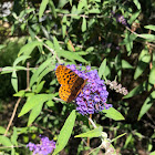 Meadow Fritillary