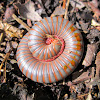 American Giant Millipede