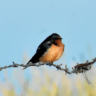 Barn swallow