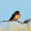 Barn swallow