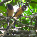 Rufous Treepie