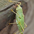 Drumming Katydid