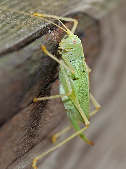 Drumming Katydid | Project Noah