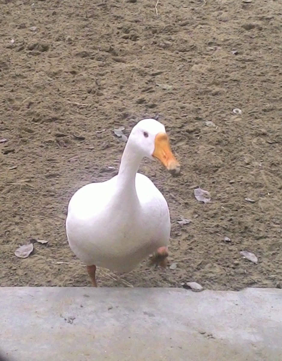 American or White Pekin Duck