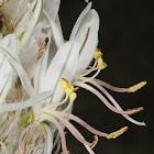 Taurus Asphodel