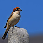 Woodchat Shrike