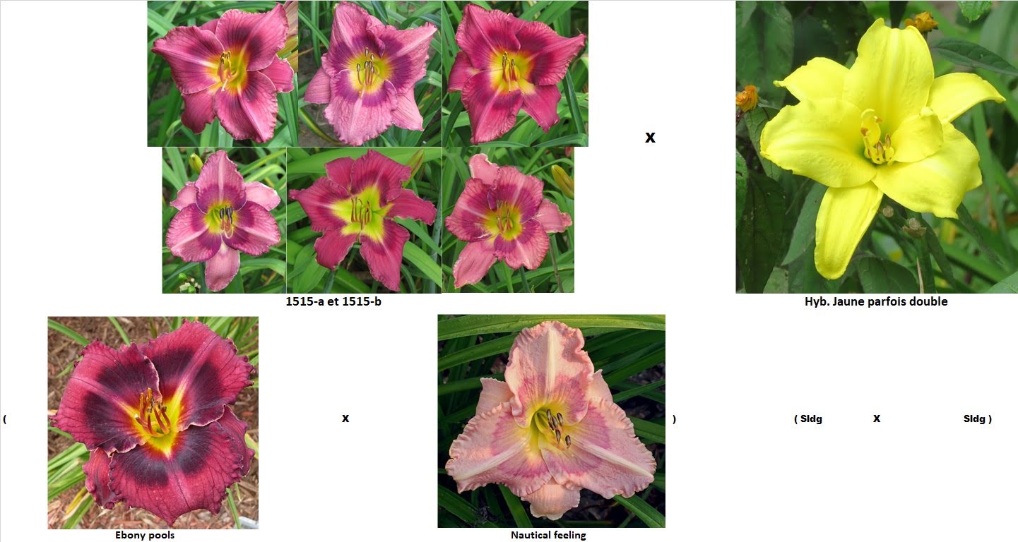 Les hybridations de 2018 chez grigri (semées en 2019) - Page 2 IqCsXttk64DtbMrJYmRkgQImzEdQAt4RMRqGAP9hSIVgFLxokHJCIjfkWbJ7gmWGEXUOs2B6bUJMrEoDyBkE3_Lwqt5TvcIYi_qSlymoYv7JrGYoU1eNb108et-DECTFMbKp3r2tVKk=w2400