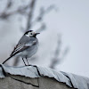 White Wagtail