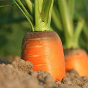 Carrots grow